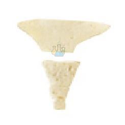 Coccyx (Os coccygis) Model